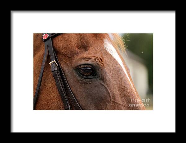 Horse Framed Print featuring the photograph Chestnut Horse Eye by Janice Byer