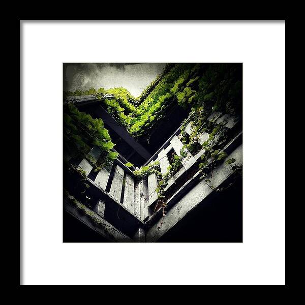 City Framed Print featuring the photograph Chicago Ivy by Jenny Moran