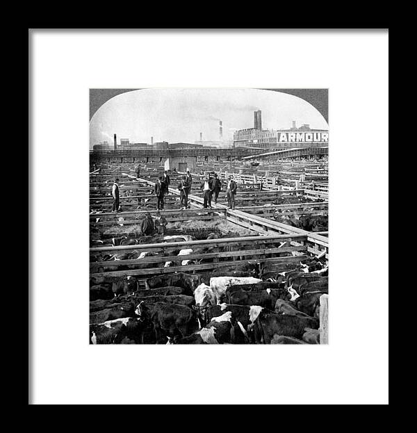 Meat Packing Industry Framed Print featuring the photograph Chicago, Union Stock Yard, 1909 by Science Source