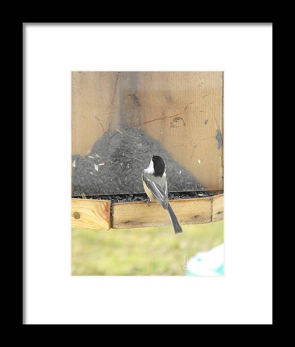 Nature Framed Print featuring the photograph Chickadee Eating Lunch by Erick Schmidt