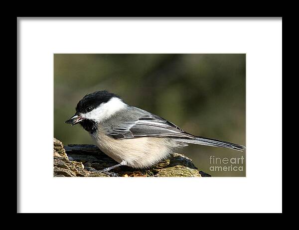 Tongue Framed Print featuring the photograph Chickadee with prize by Cheryl Baxter