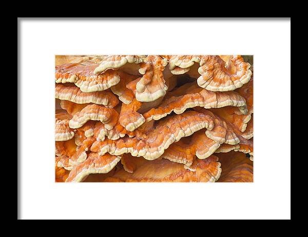 535634 Framed Print featuring the photograph Chicken Of The Woods Detail Germany by Duncan Usher