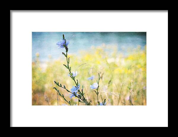 Chicory Framed Print featuring the photograph Chicory by the Beach by Peggy Collins
