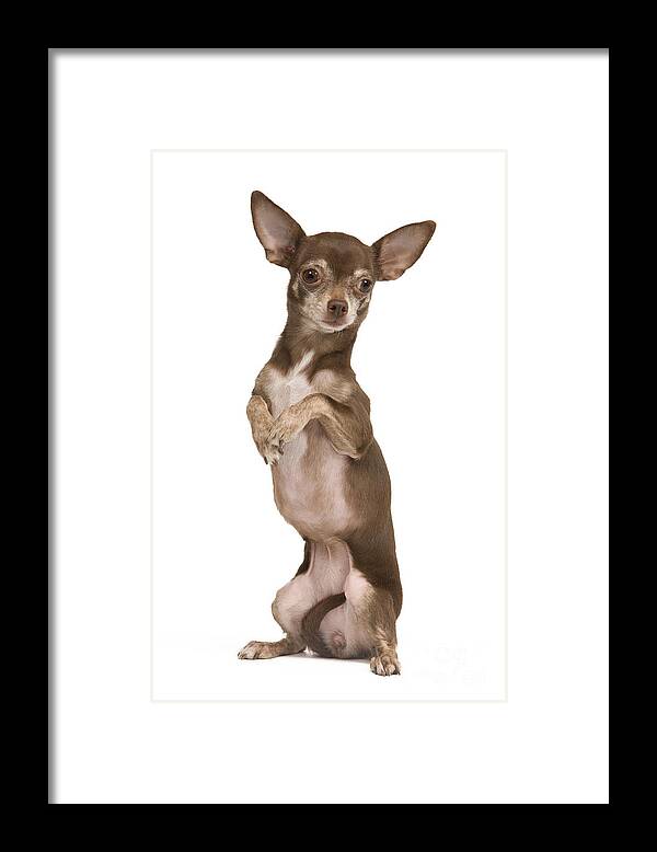 Dog Framed Print featuring the photograph Chihuahua On Hind Legs by Jean-Michel Labat