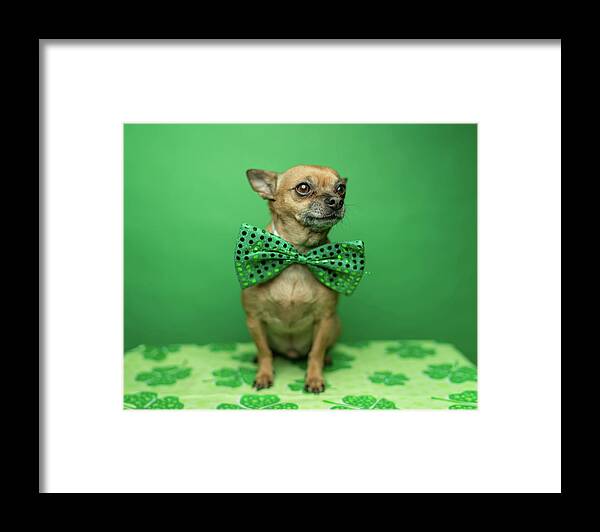 Chihuahua Framed Print featuring the photograph Chihuahua Wearing A Bowtie For St by Ian Ross Pettigrew