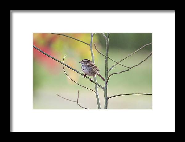 White Throated Sparrow Framed Print featuring the photograph Chillin' by Cathy Kovarik