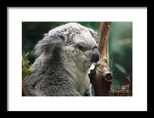 Koala Framed Print featuring the photograph Chillin by Kyle Walker