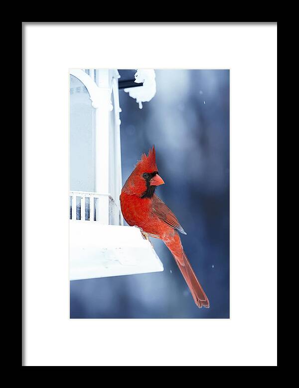 Cardinal Framed Print featuring the photograph Chilly Cardinal Blues by Bill and Linda Tiepelman