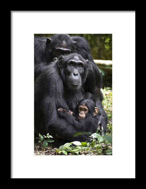 Feb0514 Framed Print featuring the photograph Chimpanzee And Infant Uganda by Suzi Eszterhas