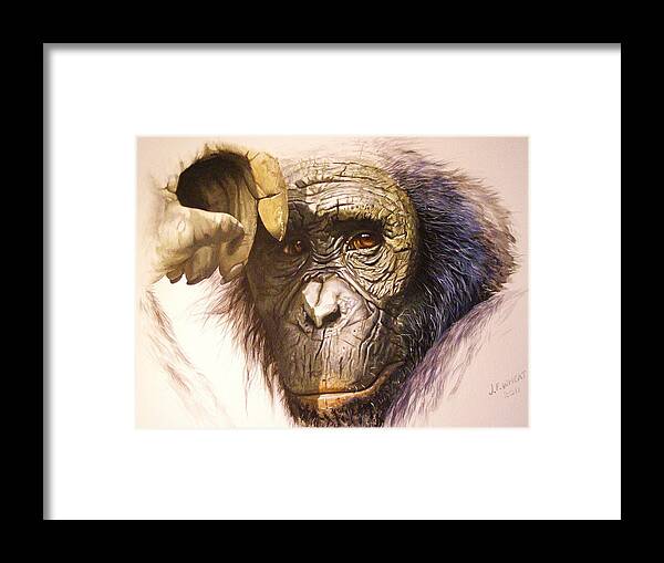 Chimpanzee Framed Print featuring the painting Chimpanzee by Julian Wheat