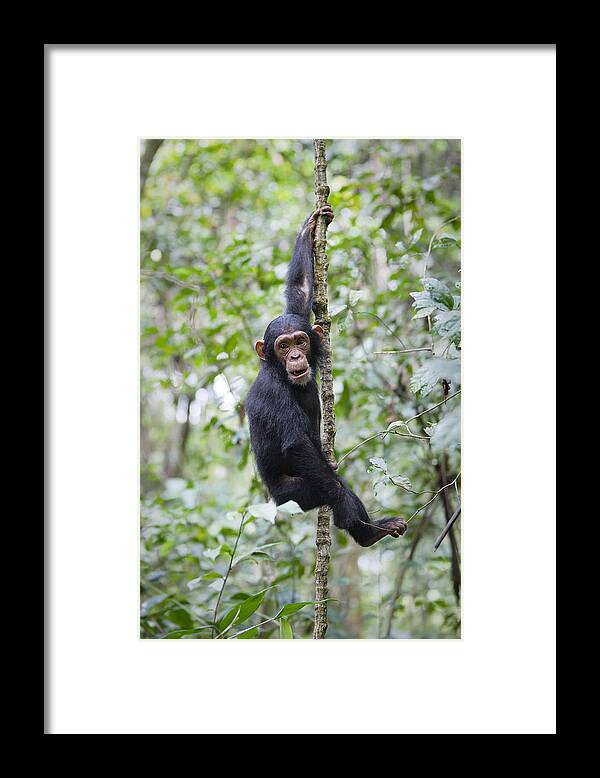 Feb0514 Framed Print featuring the photograph Chimpanzee Juvenile Climbing Tanzania by Konrad Wothe