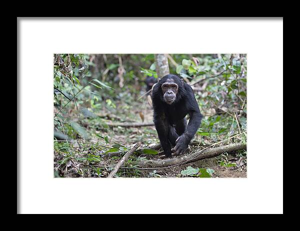 Feb0514 Framed Print featuring the photograph Chimpanzee Male Walking Tanzania by Konrad Wothe