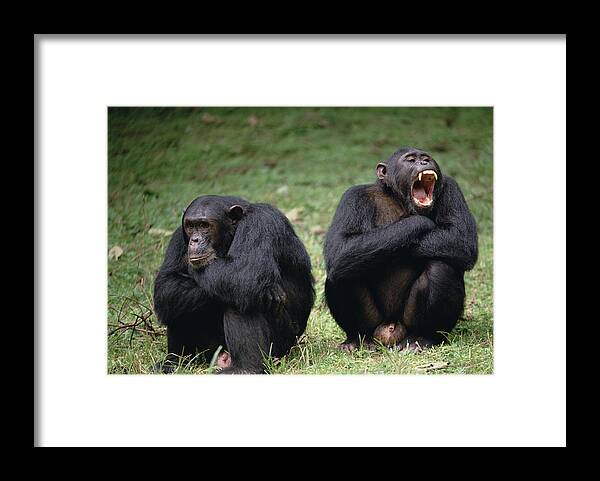 Feb0514 Framed Print featuring the photograph Chimpanzee Pair Interacting Gombe Stream by Gerry Ellis