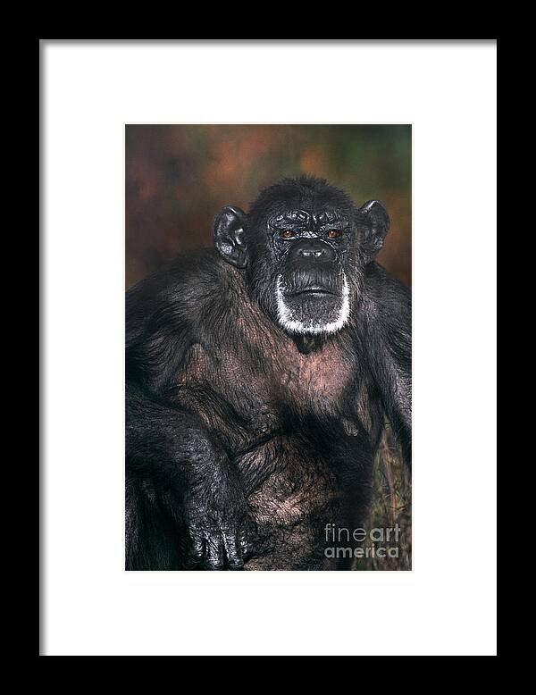 Chimpanzee Framed Print featuring the photograph Chimpanzee Portrait Endangered Species Wildlife Rescue by Dave Welling