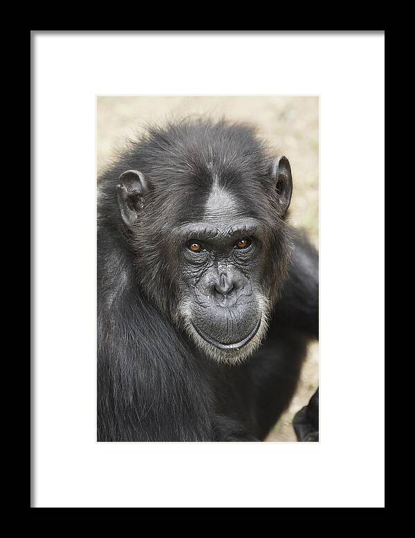 Hiroya Minakuchi Framed Print featuring the photograph Chimpanzee Portrait Ol Pejeta by Hiroya Minakuchi