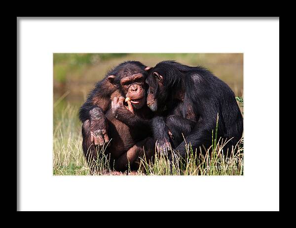 Friends Framed Print featuring the photograph Chimpanzees Eating A Carrot by Nick Biemans