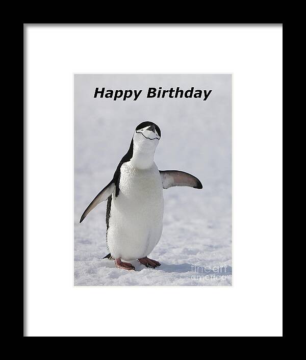 Happy Birthday Card Antarctic Chinstrap Penguin Pygoscelis Antarcticus Wild Snow Looking To Camera Bird Flightless Antarctica Ringed Penguins Bearded Penguins And Stonecracker Framed Print featuring the photograph Chinstrap Penguin by Andy Myatt
