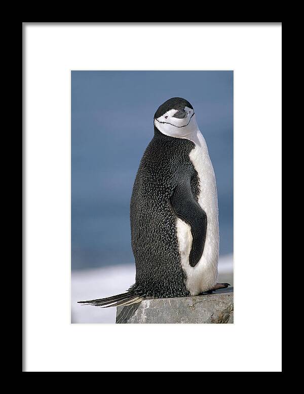Feb0514 Framed Print featuring the photograph Chinstrap Penguin Half Moon Isl by Tui De Roy