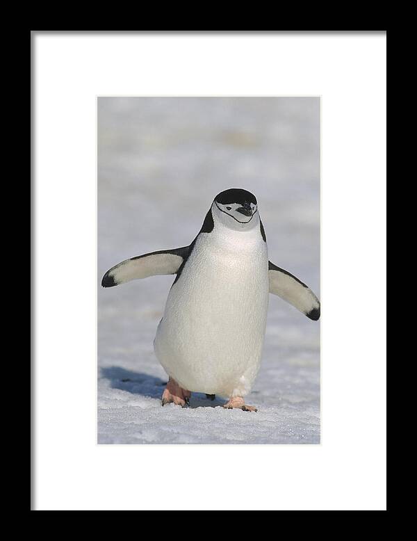 Feb0514 Framed Print featuring the photograph Chinstrap Penguin Walking Towards by Konrad Wothe