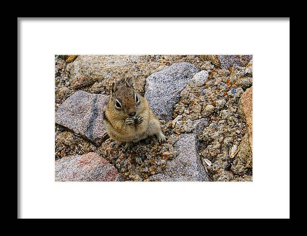 Chipmunk Framed Print featuring the photograph Chipmunk Eating Sunflower Seeds by Alan Hutchins