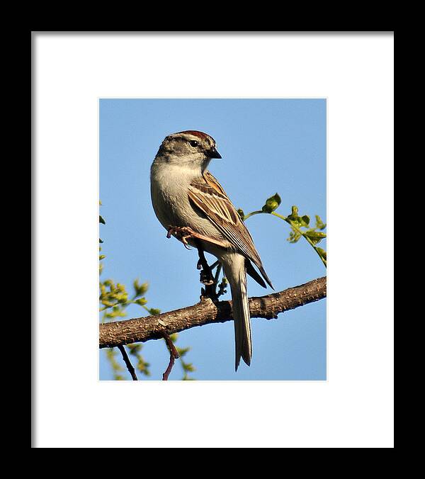Sparrow Framed Print featuring the photograph Chipping Sparrow 246 by Gene Tatroe