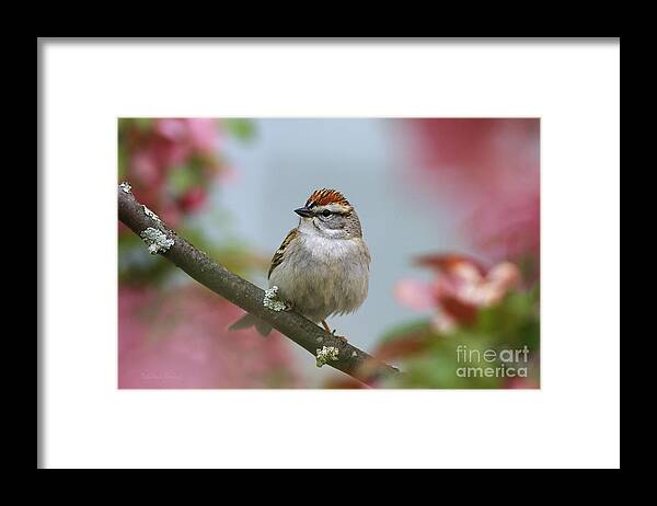 Bird Framed Print featuring the photograph Chipping Sparrow In Blossoms by Deborah Benoit