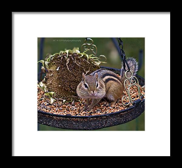 Chipmunk Cuteness Framed Print featuring the photograph Chippy Cheeks by Catherine Melvin