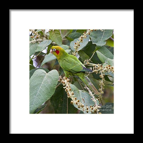 Avian Framed Print featuring the photograph Chiriqui Conure 2 by Heiko Koehrer-Wagner