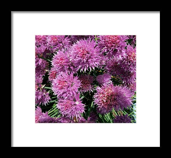 Healthy Framed Print featuring the photograph Chive Flower's by Sharon Duguay