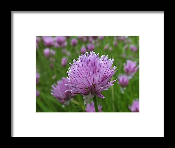 Flower Images Framed Print featuring the photograph Chive by Gene Cyr