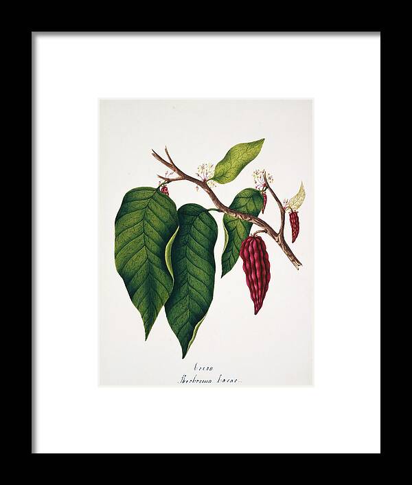 Plant Framed Print featuring the photograph Chocolate Cocoa Plant by Natural History Museum, London/science Photo Library