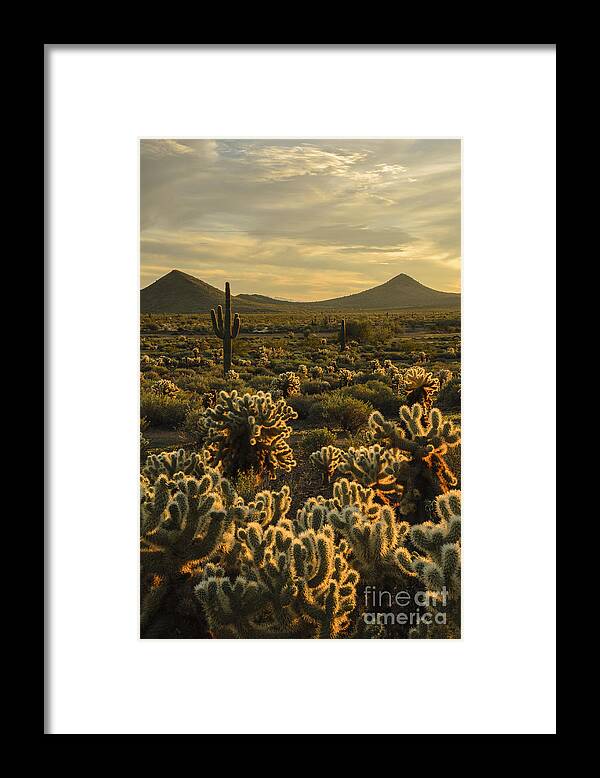 Cholla Cactus Framed Print featuring the photograph Cholla Cactus Golden Hour by Tamara Becker