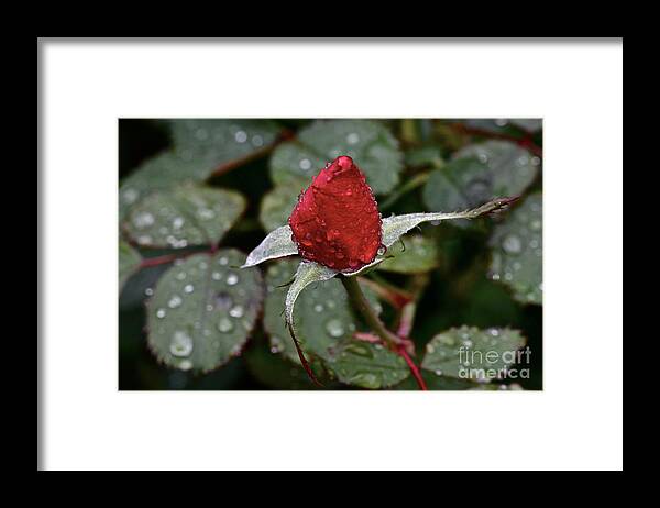 Rose Bud Framed Print featuring the photograph Christmas bud by Dan Hefle