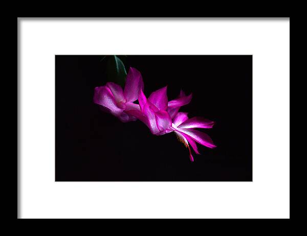 Christmas Cactus Framed Print featuring the photograph Christmas Cactus Blossom by Bill Swartwout