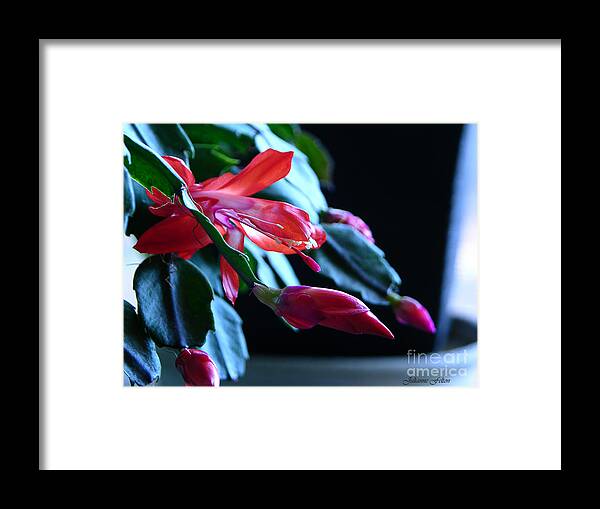 Christmas Framed Print featuring the photograph Christmas cactus in bloom by Julianne Felton