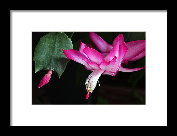 Cactus Framed Print featuring the photograph Christmas Cactus November 2014 1 by Mary Bedy