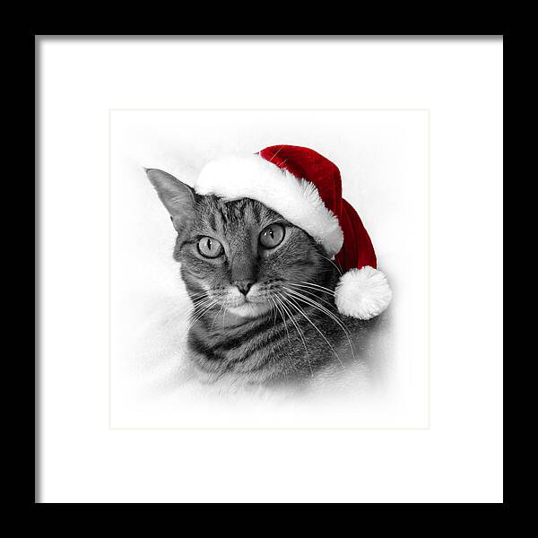 Christmas Cat Framed Print featuring the photograph Christmas Cat 1 by Helene U Taylor