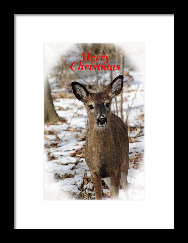 White Tail Deer Framed Print featuring the photograph Christmas Deer by Lorna Rose Marie Mills DBA Lorna Rogers Photography