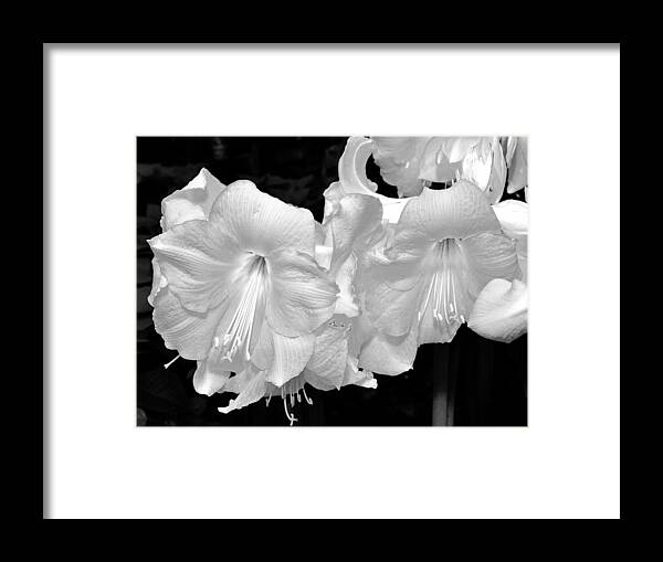Monochrome Framed Print featuring the photograph Christmas Lilies. by Digital Photographic Arts
