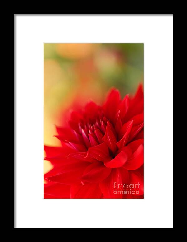 Dahlia Framed Print featuring the photograph Christmas Red by Beve Brown-Clark Photography