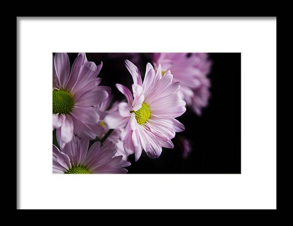 Chrysanthemum Framed Print featuring the photograph Chrysanthemum by Milena Ilieva