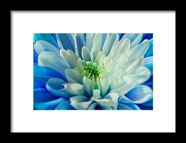 Chrysanthemum Framed Print featuring the photograph Chrysanthemum by Scott Carruthers
