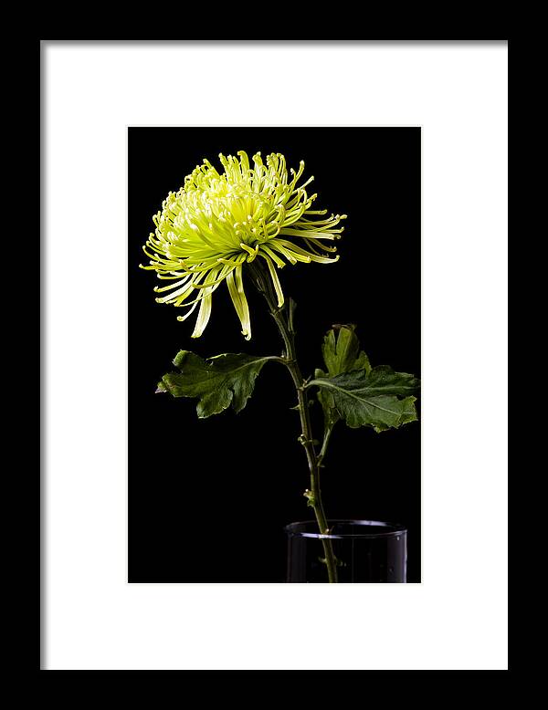 Green Framed Print featuring the photograph Chrysanthemum by Sennie Pierson