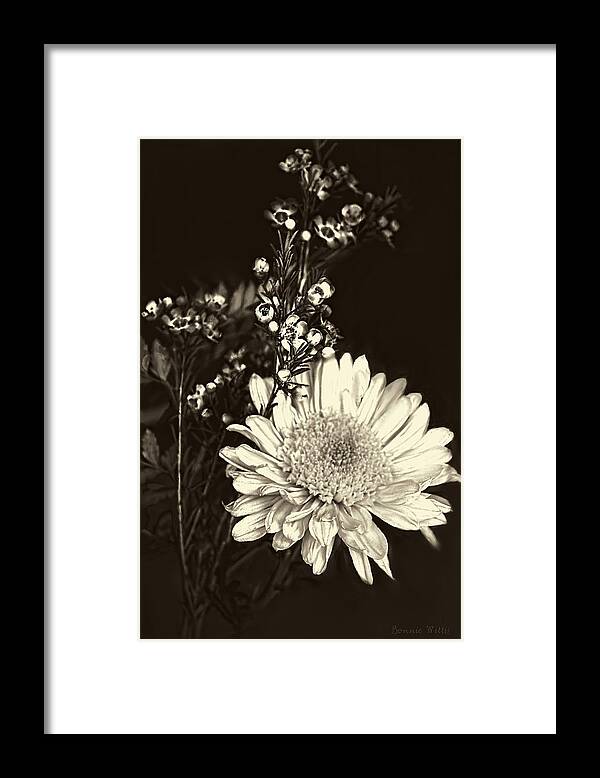 Chrysanthemum Framed Print featuring the photograph Chrysanthimum by Bonnie Willis