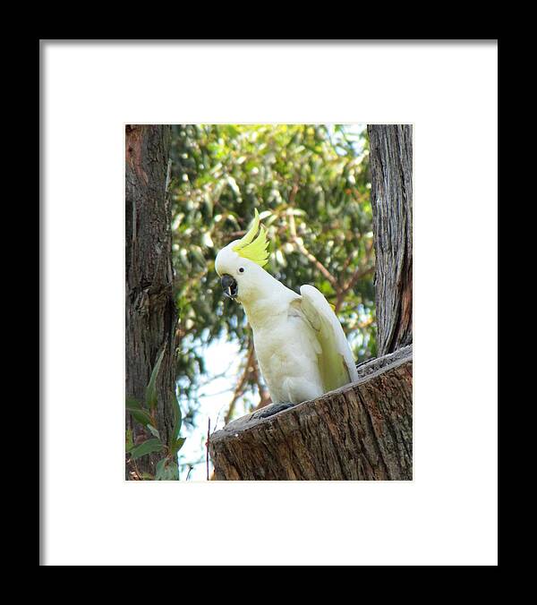 Bird Framed Print featuring the photograph Chuckling cockatoo by Elizabeth Hardie