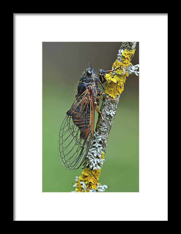 525040 Framed Print featuring the photograph Cicada Effingen Switzerland by Thomas Marent