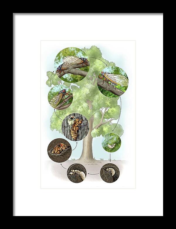 Animal Framed Print featuring the photograph Cicada Life Cycle by Nicolle R. Fuller/science Photo Library