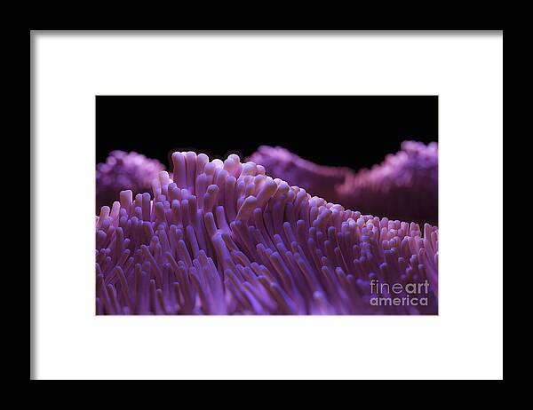 Lungs Framed Print featuring the photograph Cilia Of The Respiratory Tract by Science Picture Co