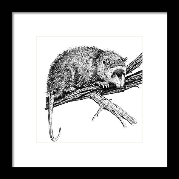 Cimolestes Framed Print featuring the photograph Cimolestes by Michael Long/science Photo Library