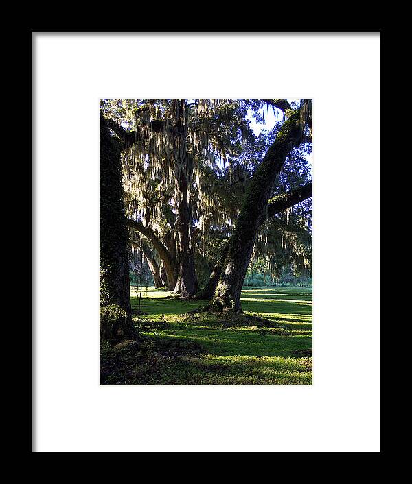 Oak Tree Framed Print featuring the photograph Circle B Bar by Christopher Mercer